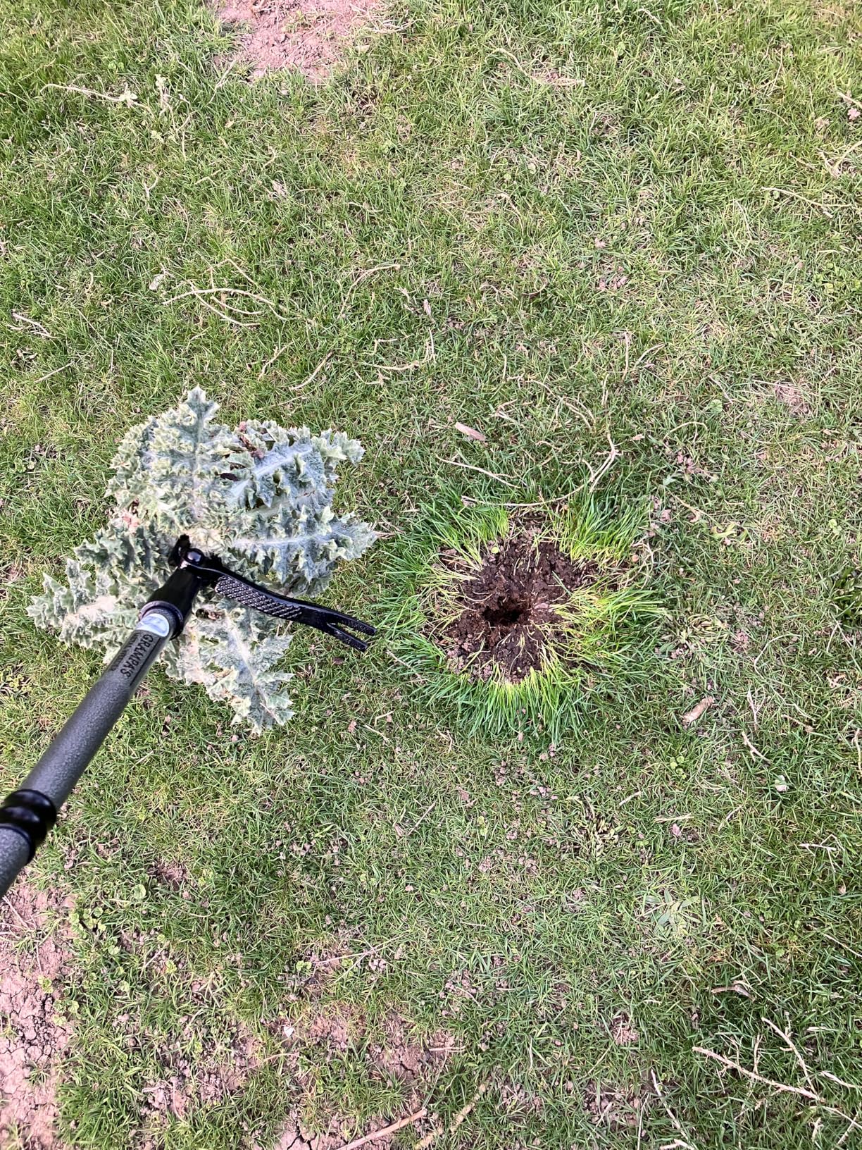 Grampas Metal Weeder - TopPickr review featured image